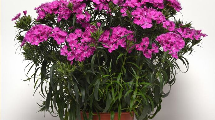 Dianthus interspécific (type barbatus) ROCKIN’ TM Purple (PanAmerican Seed).